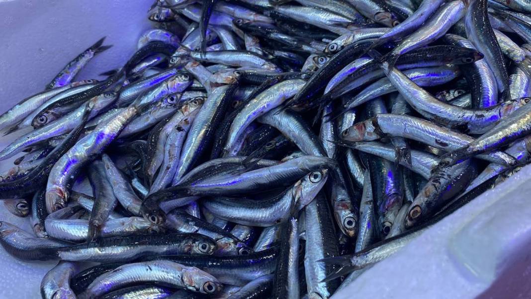 Tezgahların en ucuzu hamsi bile alev alev cep yakıyor! Bir günde yüzde 75 zamlandı, çarşıya giden vatandaş eli boş döndü 15